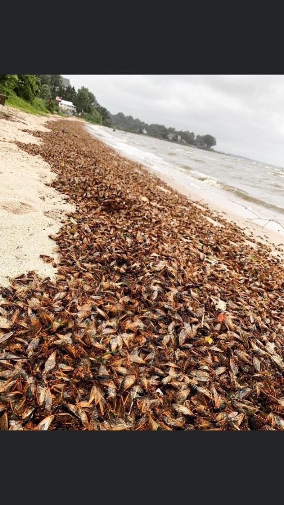 Can you say "Cicada Beach?"
